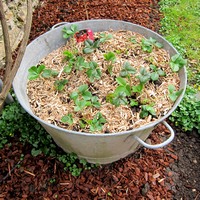 Cultiver des fraises dans une bassine