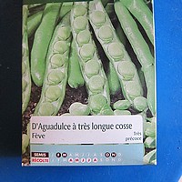 Potager : fèves