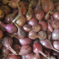 Potager : échalotes