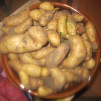 Potager : récolte de pommes de terre rattes