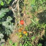 Tomates mildiou