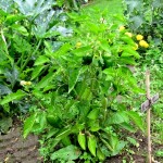 Poivrons du jardin