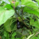 Aubergines du jardin